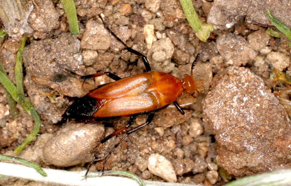 Macrosiagon ferrugineum, stranissimo coleott. Rhipiphoridae